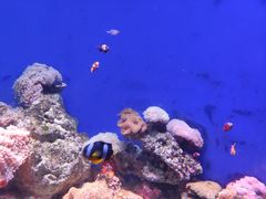 -江和美海洋公园
