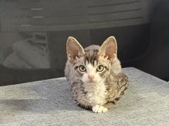 -欣宠猫屋·矮脚拿破仑·蓝金金渐层