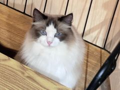 -豆逗聊愈猫阁Easy Life