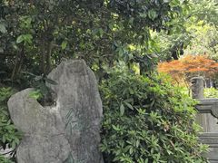 -十八棵（老龙井）御茶园(老龙井店)