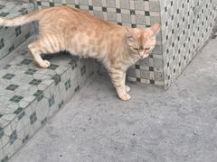 -胡椒猪肚汤(康王店)