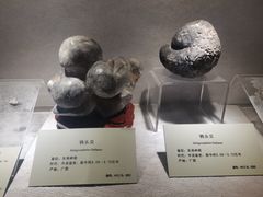 -河南自然博物馆
