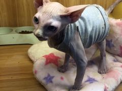 -欣宠猫屋·矮脚拿破仑·蓝金金渐层