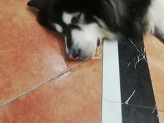 -more than meow吴止猫主题餐厅(承德 中船汇店)