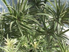 -新湖明珠城