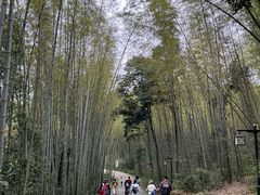 -铁山坪森林公园