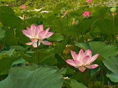 -莲花池公园
