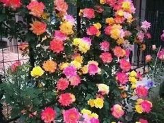 -昆明国际花卉拍卖交易中心