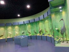 -盐城丹顶鹤湿地生态旅游区