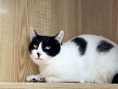 -爱洗澡的猫(天河路店)