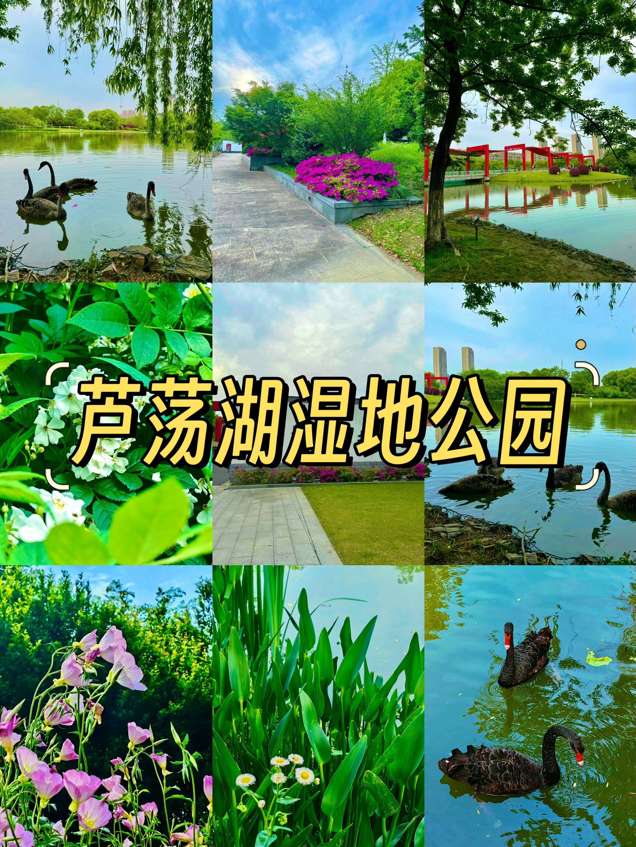 吴江芦荡湖湿地公园游览
