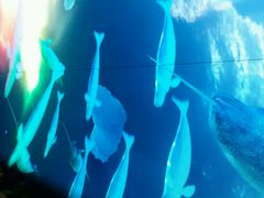 -广东省拱北口岸中国旅行社(华宾营业部)