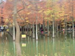 -泗洪洪泽湖湿地景区