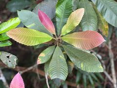 -海南热带雨林国家公园吊罗山景区