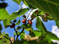 -碓臼峪自然风景区