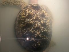 -秦皇岛新澳海底世界