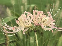 -上海辰山植物园
