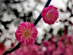 -重庆彩云湖湿地公园