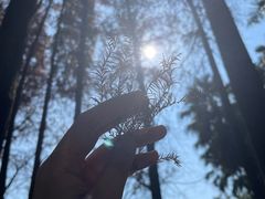 -中国科学院华南植物园
