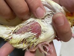 -瑞派·关忠动物医院·异宠专科·犬猫肿瘤·皮肤专科(望京店)