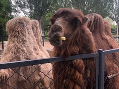 -长白岛森林公园