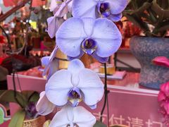 -越秀西湖花市(广州城市广场花卉店)