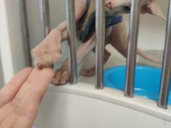 -喵zoo家庭繁育猫舍(尖东智能花园店)