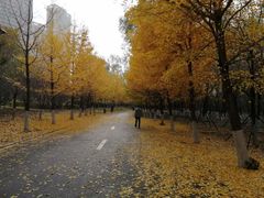 -长白岛森林公园