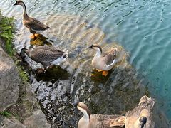 -靖西鹅泉风景区