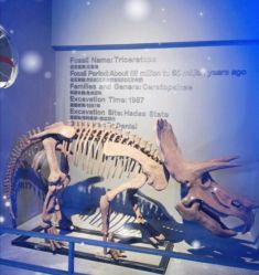 -恐龙探索乐园(磁器口店)