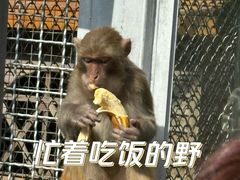 -黔灵山公园