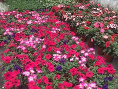 -龙大花卉苗木市场