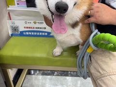 -瑞鹏宠物医院·骨外科·心肾科·肿瘤科(九亭店)