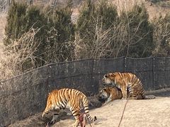 -沈阳森林动物园