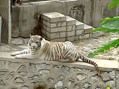 -石家庄市动物园