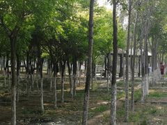-西青郊野公园