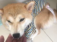 -怪兽屋·羊驼·猫咖·狗咖(俊华广场店)