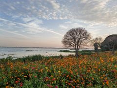 -莲花岛景区