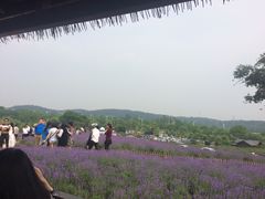-大塘金香草谷