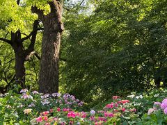 -上海共青森林公园