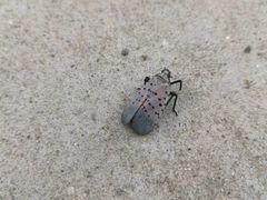 -繁塔