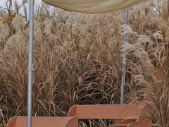 -柑橘农场