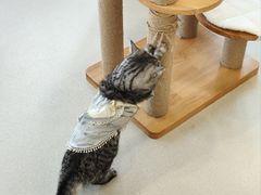 -共舞时光猫咖·狗咖(新街口店)
