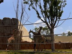 -武汉动物园