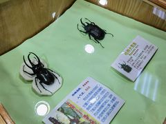 -上海大自然野生昆虫馆