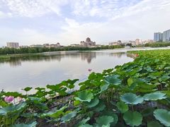 -莲花池公园