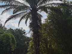 -中国科学院西双版纳热带植物园