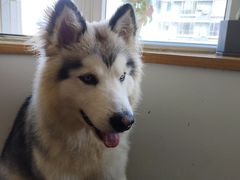 -喜柴咖啡·柴犬狗咖