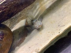 -悉尼海洋生物水族馆