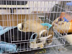 -猫色咖啡·猫咖